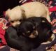 Miniature Pinscher Puppies