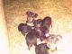 Miniature Pinscher Puppies for sale in Tampico, Illinois. price: $300