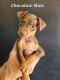 Miniature Pinscher Puppies for sale in Fort Worth, Texas. price: $800