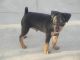 Miniature Pinscher Puppies for sale in Coimbatore, Tamil Nadu, India. price: 8500 INR