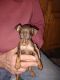 Miniature Pinscher Puppies for sale in Greenwood, Wisconsin. price: $700