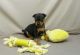 Miniature Pinscher Puppies for sale in Altha, FL 32421, USA. price: NA