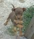 Miniature Pinscher Puppies for sale in Belleville, IL, USA. price: NA