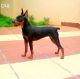 Miniature Pinscher Puppies for sale in Cochin International Airport (COK), Airport Rd, Kochi, Kerala 683111, India. price: 18000 INR
