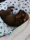 Miniature Pinscher Puppies for sale in Cleveland, OH, USA. price: NA