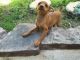 Miniature Pinscher Puppies for sale in Mission Viejo, CA, USA. price: NA