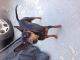 Miniature Pinscher Puppies for sale in Palmdale, CA, USA. price: NA