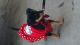 Miniature Pinscher Puppies for sale in Long Beach, CA, USA. price: NA
