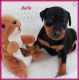 Miniature Pinscher Puppies for sale in Ashland, WI 54806, USA. price: $500