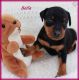 Miniature Pinscher Puppies for sale in Wisconsin, USA. price: NA