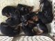 Miniature Pinscher Puppies for sale in St Croix Falls, WI 54024, USA. price: NA