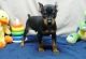 Miniature Pinscher Puppies for sale in Beaumont, TX, USA. price: NA
