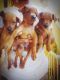 Miniature Pinscher Puppies for sale in Bengaluru, Karnataka 560001, India. price: 15000 INR