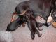 Miniature Pinscher Puppies for sale in Tampa, FL, USA. price: NA