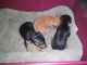 Miniature Pinscher Puppies for sale in Palatka, FL 32177, USA. price: NA