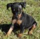 Miniature Pinscher Puppies for sale in Bakersfield, CA, USA. price: NA