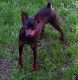 Miniature Pinscher Puppies for sale in Owatonna, MN 55060, USA. price: NA