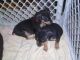 Miniature Pinscher Puppies for sale in Concord, CA, USA. price: NA