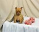 Miniature Pinscher Puppies for sale in Bakersfield, CA, USA. price: NA