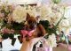 Miniature Pinscher Puppies for sale in Fort Lauderdale, FL, USA. price: NA