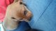 Miniature Pinscher Puppies for sale in Memphis, TN, USA. price: NA