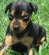 Miniature Pinscher Puppies for sale in Little Rock, AR, USA. price: NA