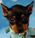 Miniature Pinscher Puppies for sale in Fort Lauderdale, FL, USA. price: NA