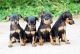 Miniature Pinscher Puppies for sale in Tacoma, WA, USA. price: NA