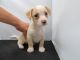 Miniature Pinscher Puppies for sale in Doddridge, Sulphur Township, AR 71826, USA. price: NA