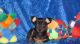 Miniature Pinscher Puppies for sale in Baywood-Los Osos, CA 93402, USA. price: NA