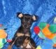 Miniature Pinscher Puppies for sale in Anchorville, MI 48023, USA. price: NA