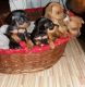 Miniature Pinscher Puppies for sale in Virginia Beach, VA, USA. price: NA