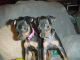 Miniature Pinscher Puppies for sale in Carrollton, GA, USA. price: NA