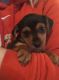 Miniature Pinscher Puppies for sale in Wilmington, OH 45177, USA. price: $700