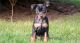 Miniature Pinscher Puppies for sale in Columbus, OH, USA. price: NA