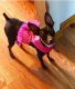 Miniature Pinscher Puppies for sale in Galloway, OH 43119, USA. price: NA