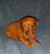 Miniature Pinscher Puppies for sale in Claremont, MN 55924, USA. price: $600