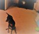 Miniature Pinscher Puppies for sale in Mission Viejo, CA, USA. price: $500
