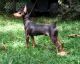 Miniature Pinscher Puppies for sale in Corning, CA 96021, USA. price: NA