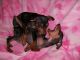 Miniature Pinscher Puppies for sale in 58503 Rd 225, North Fork, CA 93643, USA. price: NA