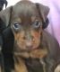 Miniature Pinscher Puppies for sale in Denmark, WI 54208, USA. price: NA