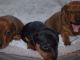 Miniature Pinscher Puppies for sale in Pasadena, CA 91101, USA. price: NA