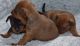 Miniature Pinscher Puppies for sale in Bloomfield Ave, Bloomfield, CT 06002, USA. price: NA