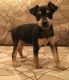 Miniature Pinscher Puppies for sale in Louisville, KY, USA. price: $500