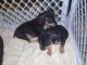 Miniature Pinscher Puppies for sale in Los Angeles, CA 90091, USA. price: NA