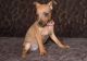 Miniature Pinscher Puppies for sale in Mound, MN 55364, USA. price: NA