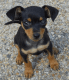 Miniature Pinscher Puppies for sale in Las Vegas, NV, USA. price: NA