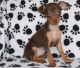 Miniature Pinscher Puppies for sale in West Lafayette, IN, USA. price: NA
