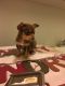Miniature Pinscher Puppies for sale in N Decatur Blvd, Las Vegas, NV, USA. price: $750