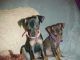 Miniature Pinscher Puppies for sale in Carrollton, GA, USA. price: NA